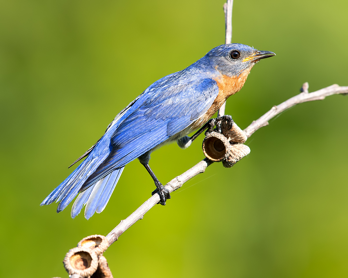 Восточная сиалия - Eastern Bluebird male