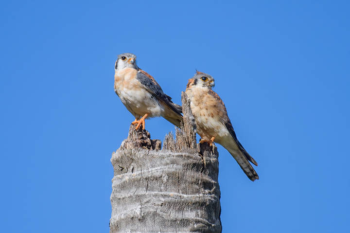 American kestrel