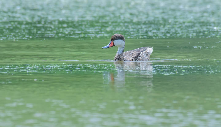 White-cheeked pintail