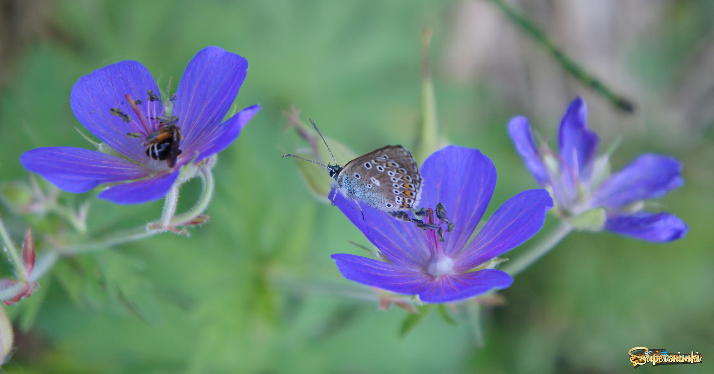 Бабочка на цветке герани луговой.