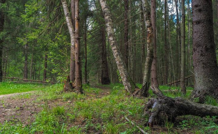По Лесным Дорожкам