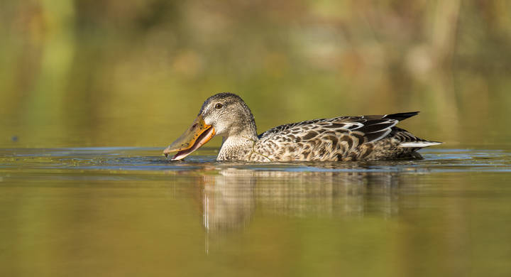 Northern Shoveler