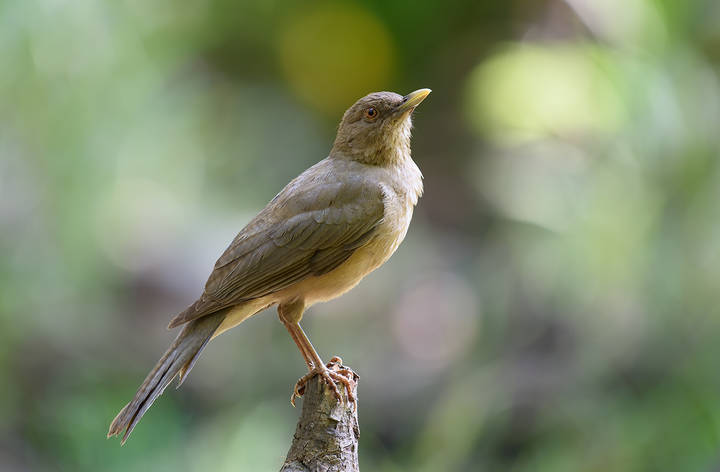  Bronzed-cowbird (juvenile ?) (once-known-as-the-red-eyed-cowbird)