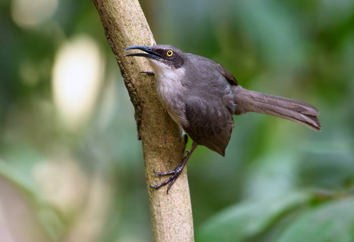 Grey trembler-Saint Lucia trembler 