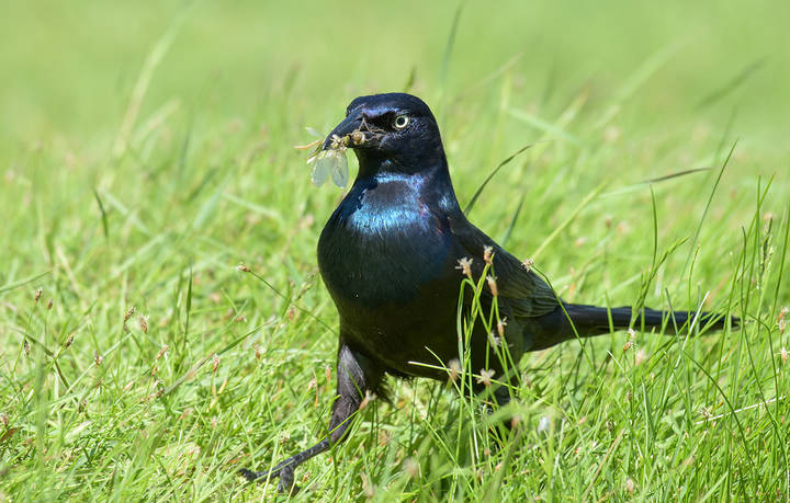 Common Grackle