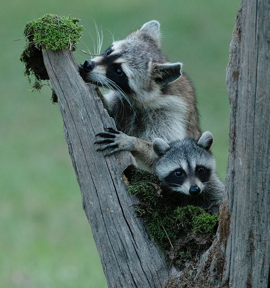 Raccoon & Baby Raccoon - Мама Енотиха и кроха енотик