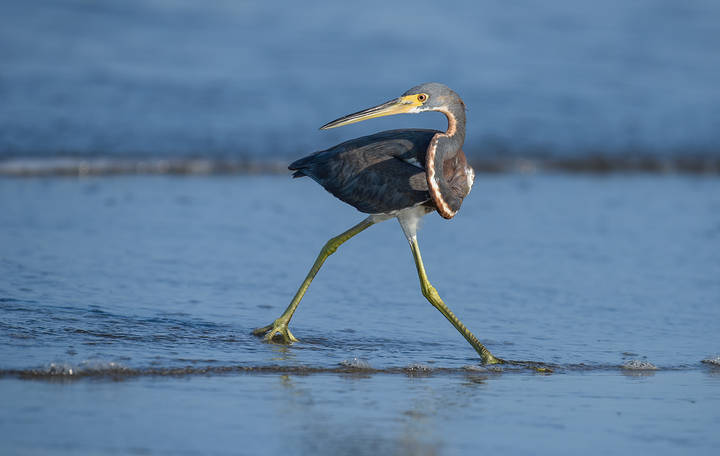  Tricolored heron