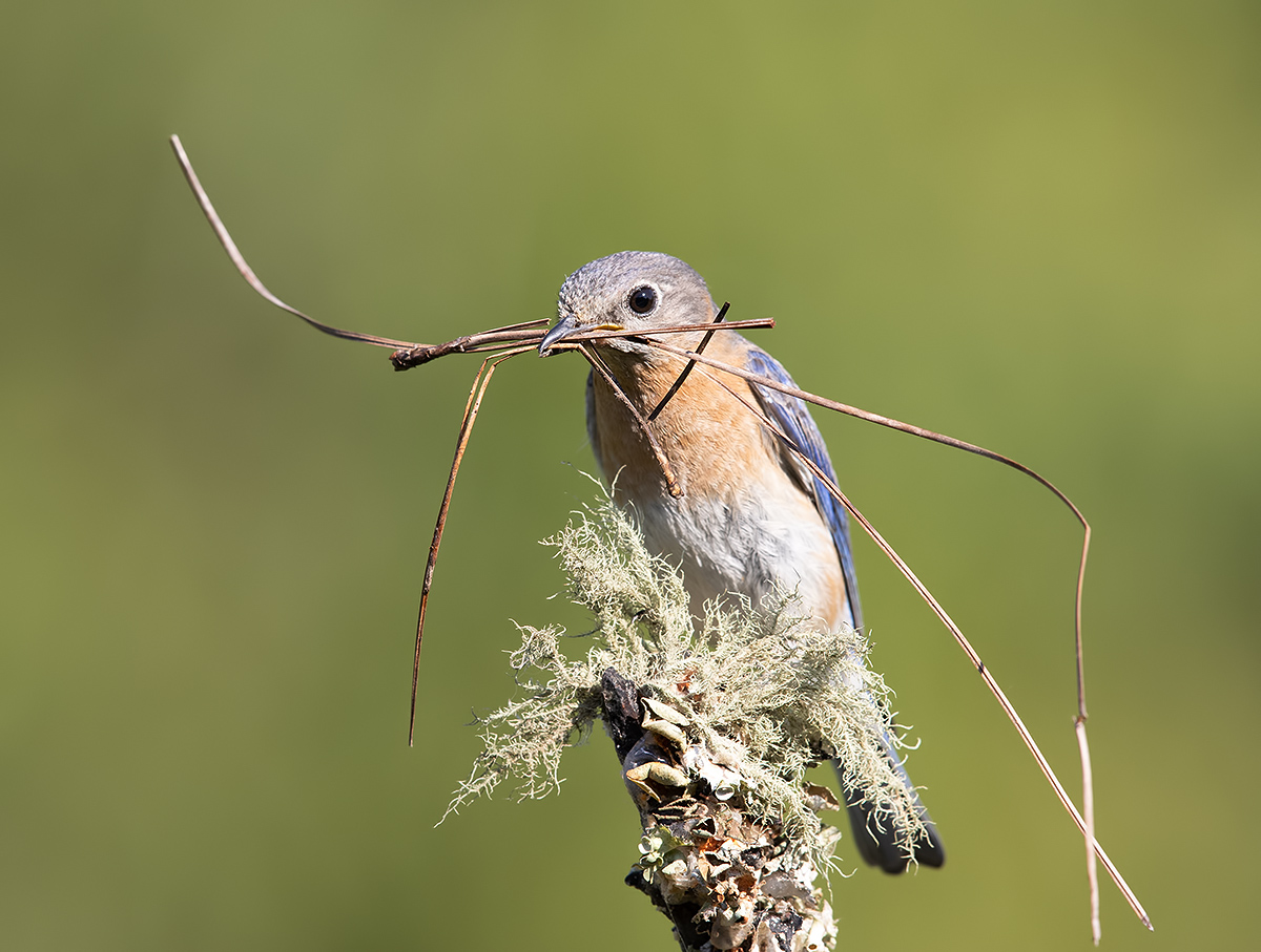 Восточная сиалия (самка) - Eastern Bluebird female