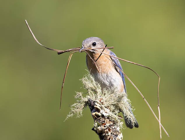 Восточная сиалия (самка) - Eastern Bluebird female