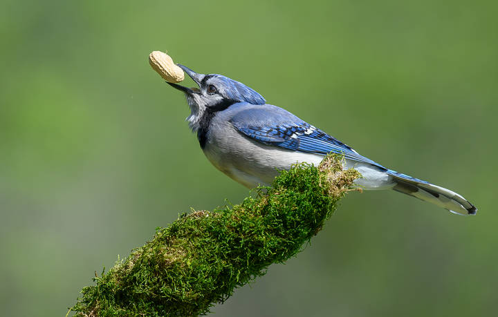 Blue jay