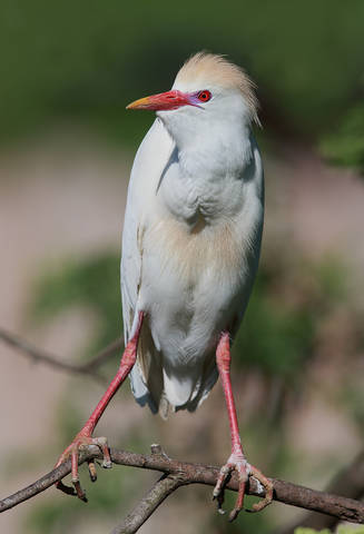 Cattle Egret. Египетская цапля