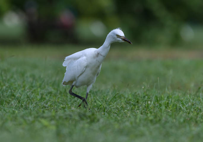 Little blue heron~juvenile