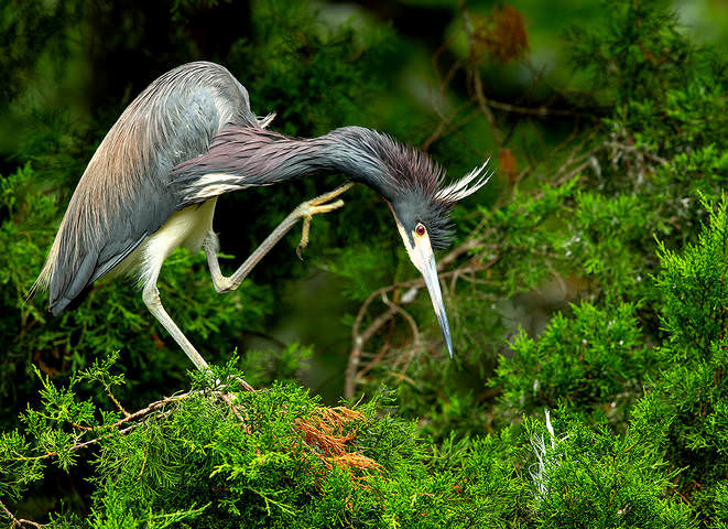 Трёхцветная цапля - Tricolored Heron