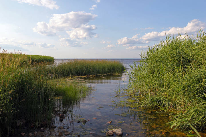 Финский залив