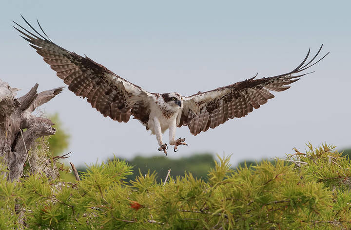 Osprey.  Скопа