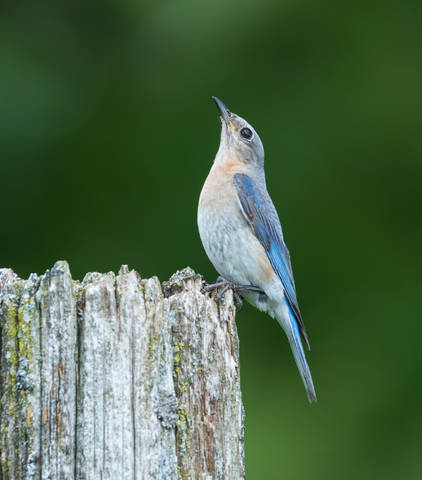 Eastern Bluebird (female)
