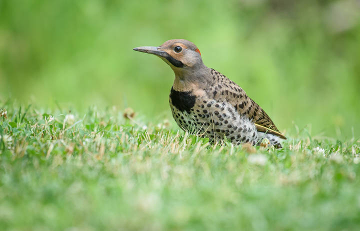 Northern flicker