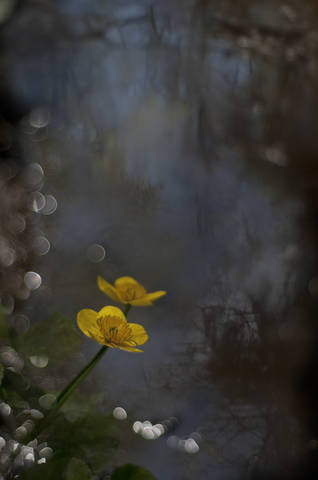 "Yellow Shadow" 