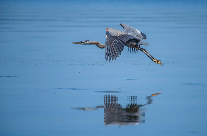 Great blue heron