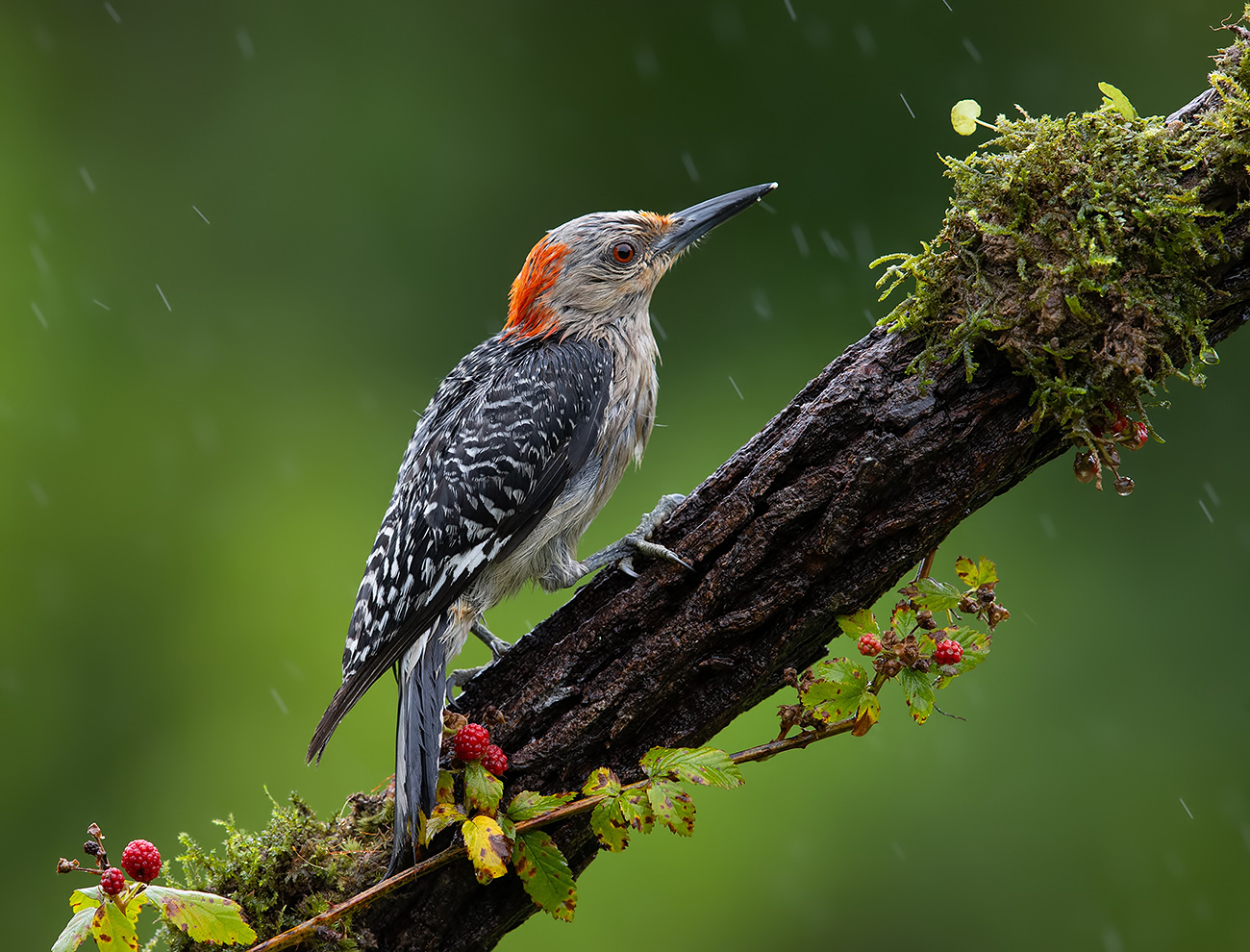 Каролинский меланерпес -Red-bellied Woodpecker
