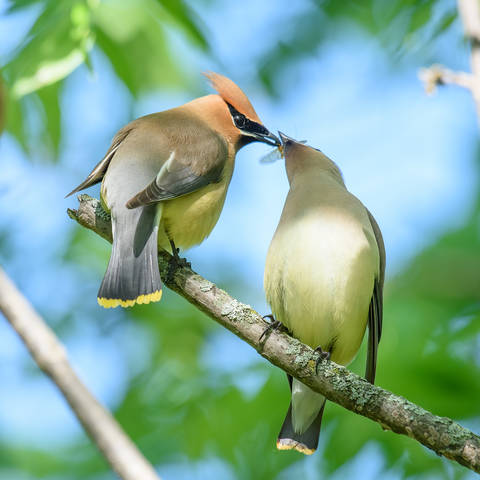 Cedar Waxwing