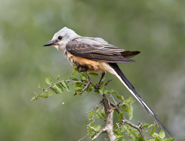 Длиннохвостый королевский тиранн - Scissor-Tailed Flycatcher