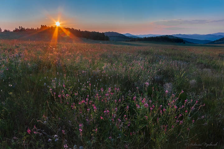 В лугах Хакасии.