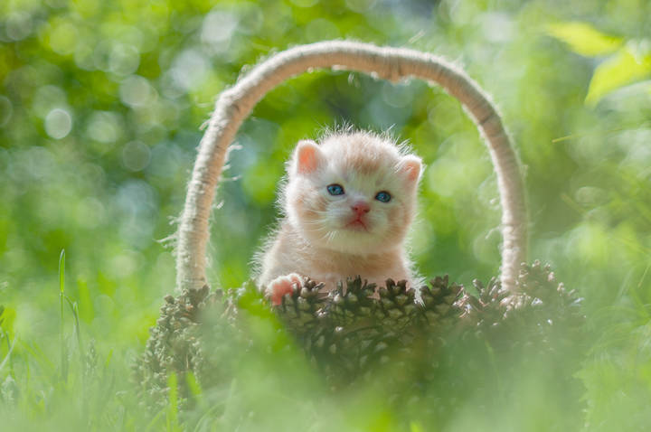 Котенок