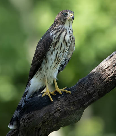 Sharp-shinned Hawk - Полосатый ястреб