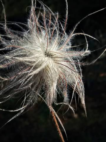 Clematis