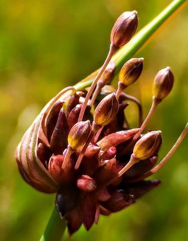 allium viniale"(полевой чеснок)