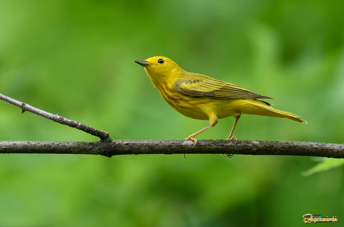 American yellow warbler (male)
