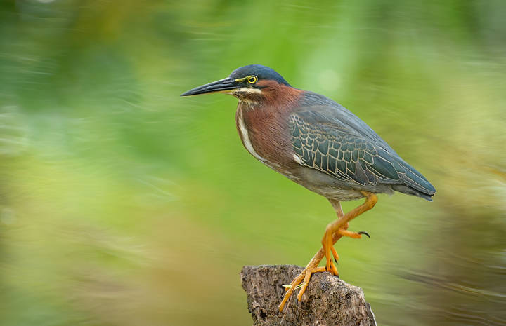 Green heron