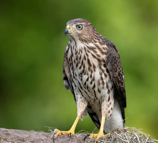 Juvenile. Sharp-shinned Hawk - Молодой Полосатый ястреб