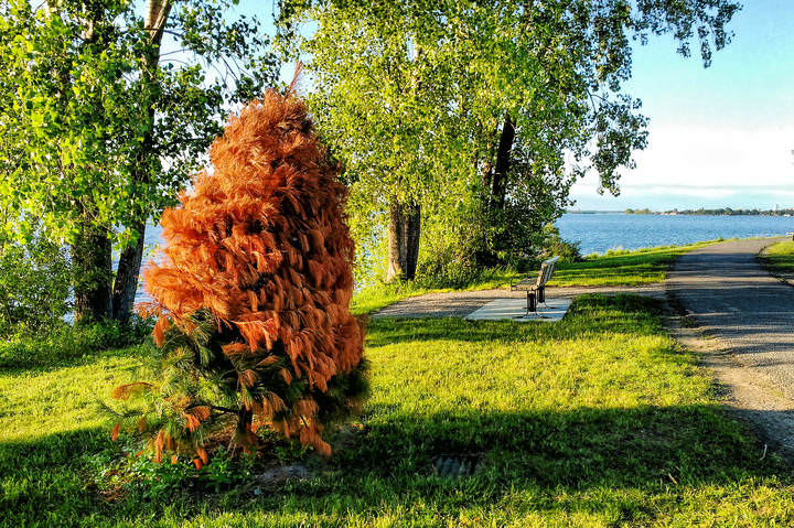 Рыжик