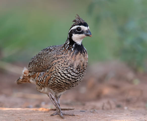 Northern Bobwhite - Виргинская американская куропатка