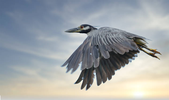 Yellow Crowned Night Heron