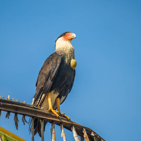 Northern Crested Caracara 