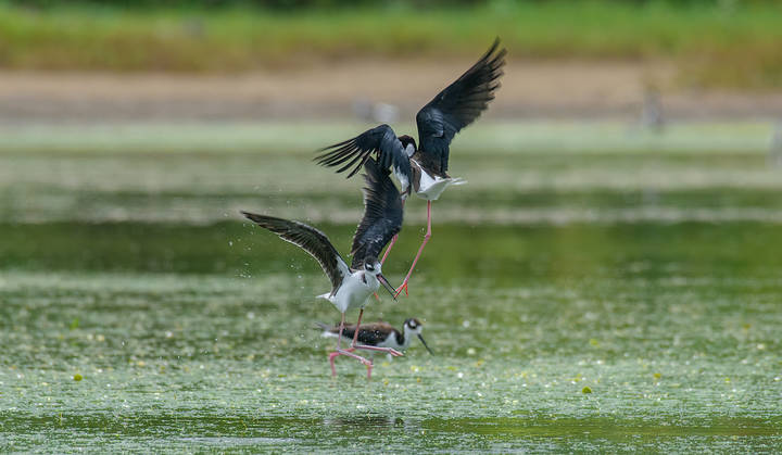 Black-necked stilt