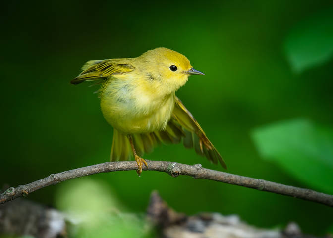 American yellow warbler (female)