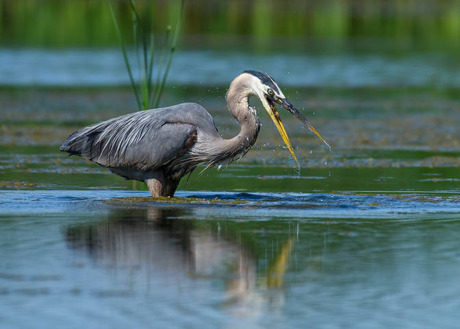 Great Blue Heron