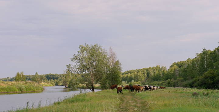 Пейзаж с буренками.