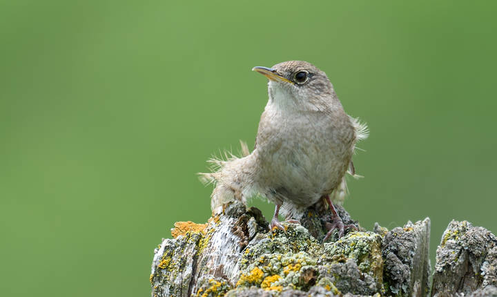House Wren