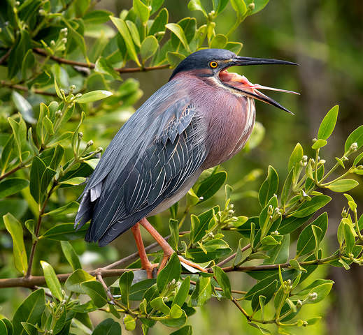 Американская зелёная кваква - Green heron