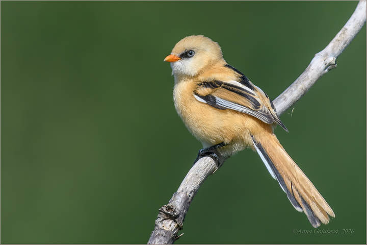 Усатик