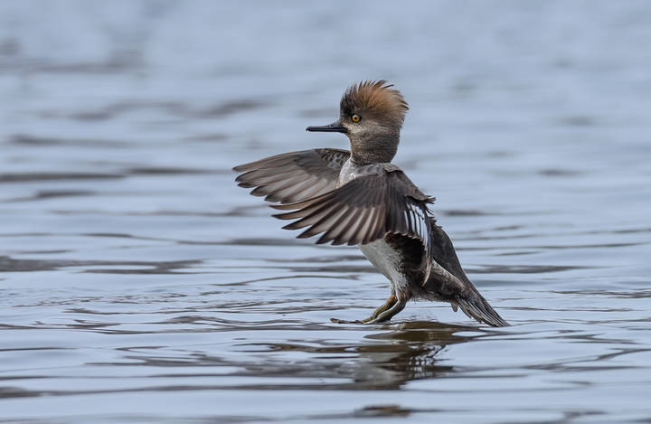 Hooded merganser