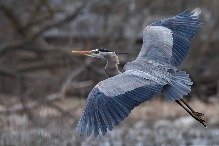 Great Blue Heron 