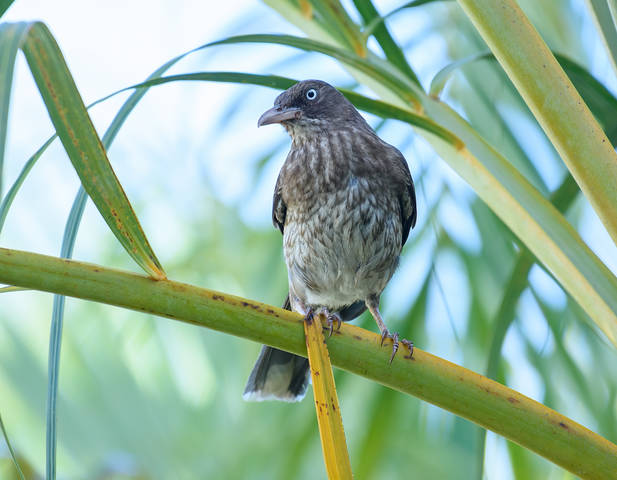 Pearly-eyed thrasher (Margarops fuscatus)