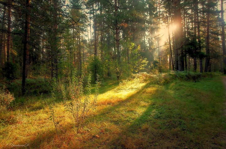 Утреннее солнце