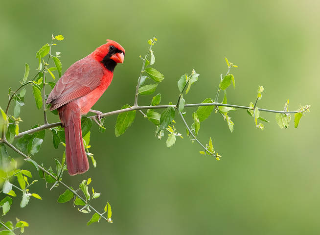 Northern Cardinal male - Красный кардинал самец